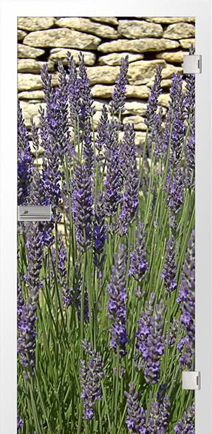 Lavendel